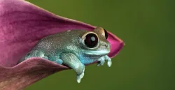 Big eye.JPG