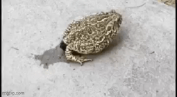frog-poop.gif